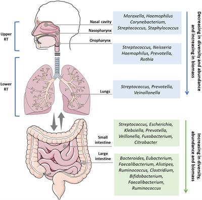 Gut Microbiota Modulation as a Potential Target for the Treatment of Lung Infections